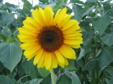Tremblay sunflower - Photo: Ferd Trautt